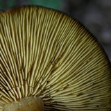 Callistosporium luteo-olivaceum image