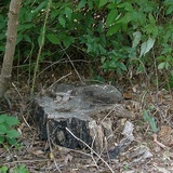 Callistosporium luteo-olivaceum image