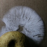 Callistosporium luteo-olivaceum image