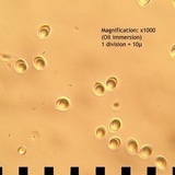 Callistosporium luteo-olivaceum image