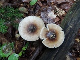 Amanita brunnescens image
