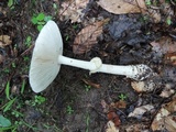 Amanita velatipes image