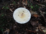 Amanita velatipes image