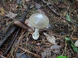 Amanita sect. Vaginatae image