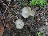 Helvella cupuliformis image