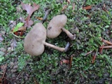 Helvella cupuliformis image