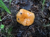 Lactarius croceus image