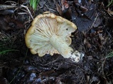 Lactarius croceus image