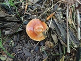 Hygrocybe psittacina var. perplexa image