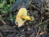Hygrocybe psittacina var. perplexa image