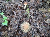 Leccinellum quercophilum image