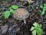 Leccinellum quercophilum image