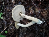 Leccinellum quercophilum image