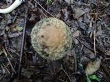 Leccinellum quercophilum image