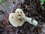 Leccinellum quercophilum image