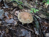 Leccinellum quercophilum image