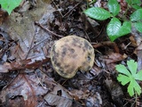 Leccinellum quercophilum image