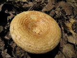 Lactarius psammicola image
