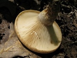 Lactarius psammicola image