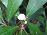 Exobasidium vaccinii image