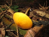 Pluteus chrysophlebius image
