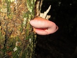 Fistulina hepatica image