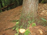Tylopilus felleus image