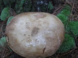 Tylopilus felleus image