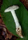 Amanita inodora image