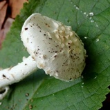 Amanita inodora image