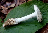 Amanita inodora image