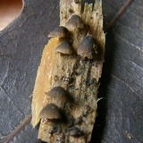 Resupinatus alboniger image