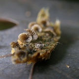 Resupinatus alboniger image