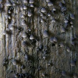 Resupinatus alboniger image