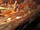 Lycogala epidendrum image
