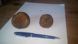 Lactarius deliciosus var. olivaceosordidus image