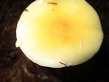 Amanita velatipes image