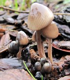 Mycena amicta image