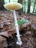 Amanita velatipes image