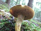 Boletus miniato-olivaceus image