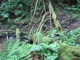 Fomitopsis ochracea image