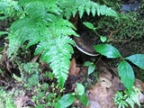 Fomitopsis ochracea image