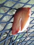Fistulina hepatica image