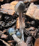Mycena amicta image