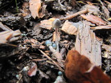 Mycena amicta image