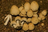 Coprinopsis variegata image