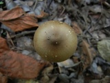 Amanita sect. Vaginatae image