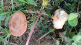 Rugosomyces carneus image