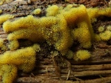 Ceratiomyxa fruticulosa var. fruticulosa image