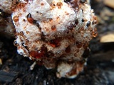 Hydnellum peckii image